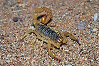 Großer Texas Skorpion (Markus Oulehla, Wien)
